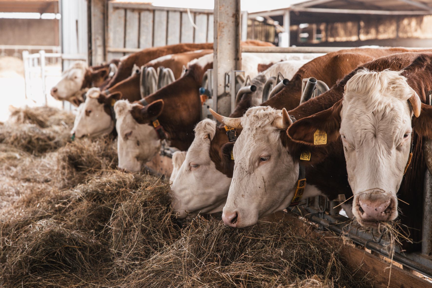 Fattoria Zoff Società Agricola Società Semplice