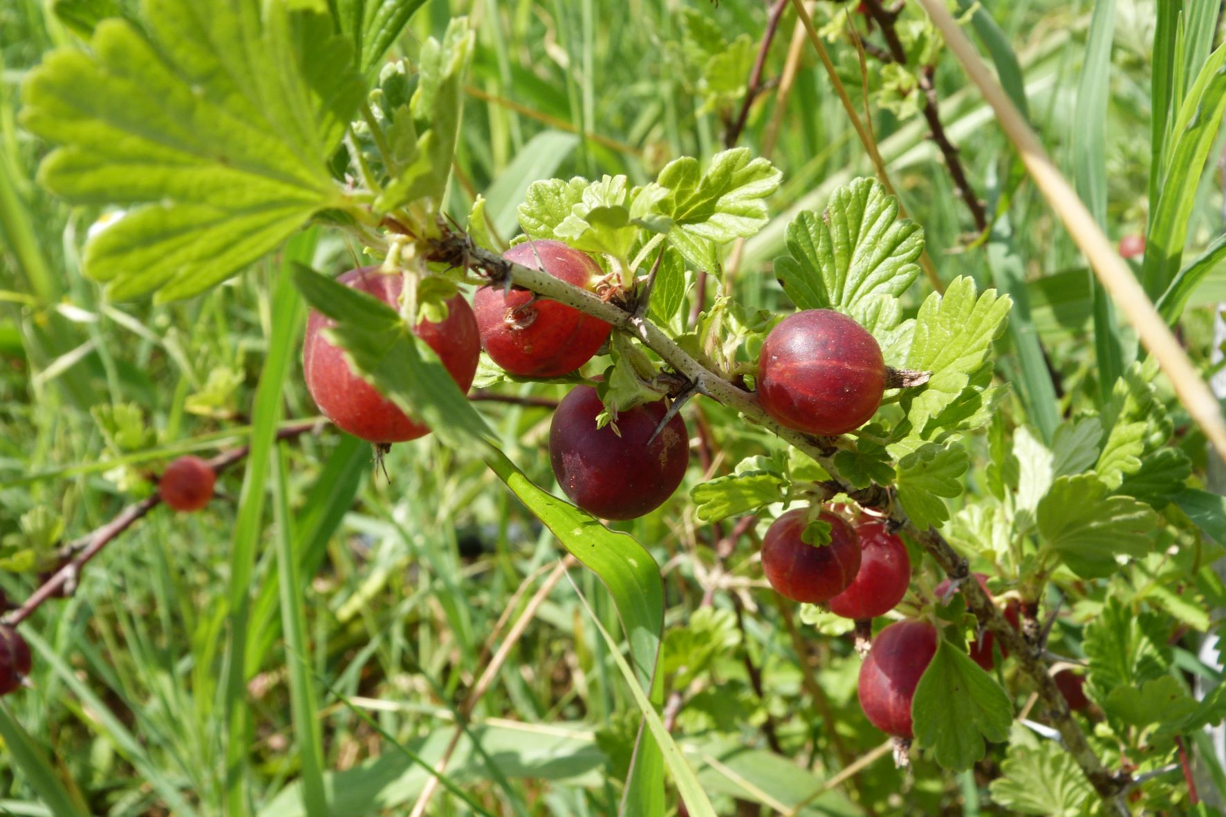 Società Agricola La Campagnola S. S. Società Benefit